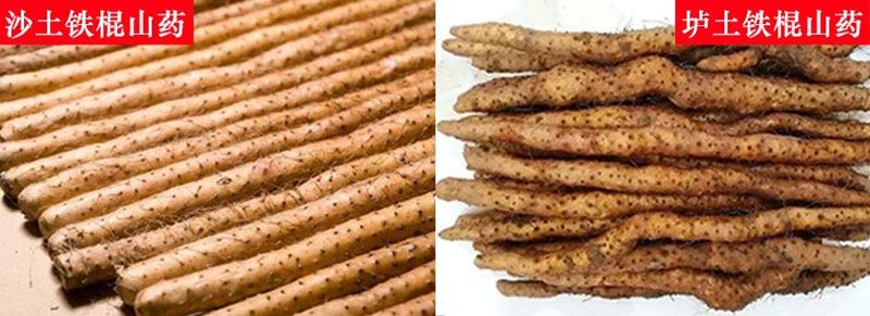 山藥的品種有哪些，怎么區(qū)分？