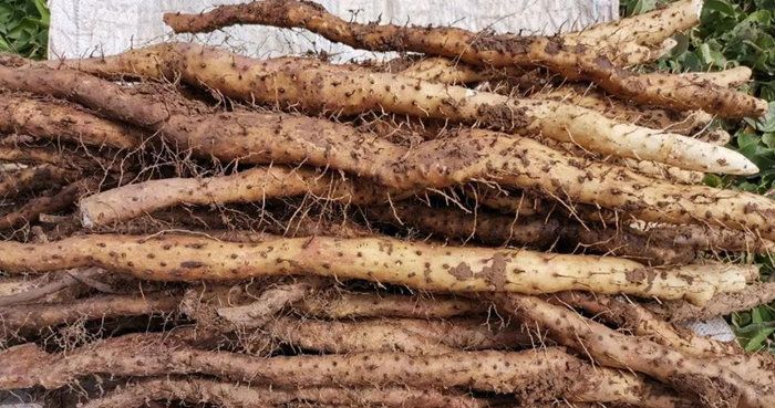 如何挑選正宗壚土鐵棍山藥？