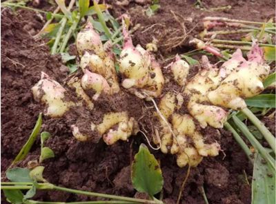 多年歷史的懷姜