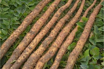 帶你走進(jìn)山藥的前世今生